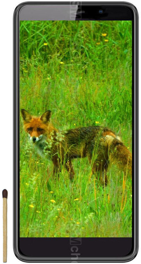 Black Fox B6 Fox product photo